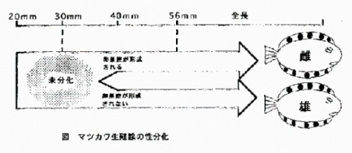 図　マツカワ生殖腺の性分化