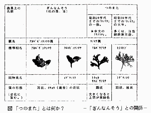 図　つのまたとは何か？