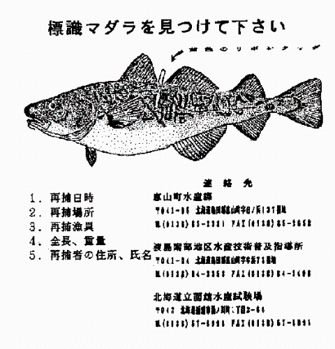 標識マダラに関して