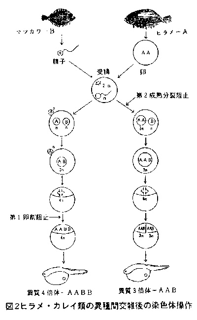 図2