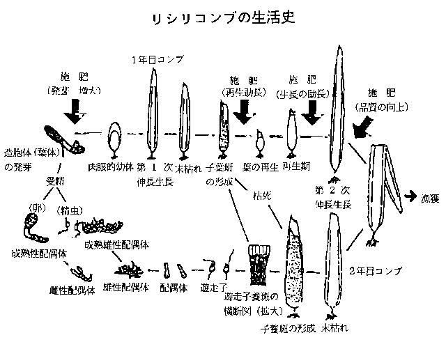 リシリコンブの生活史