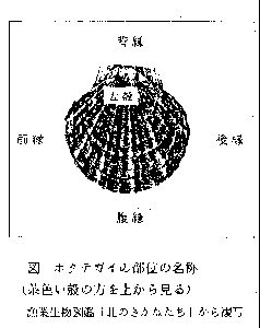 図 ホタテガイ