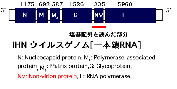 IHNウイルスゲノム