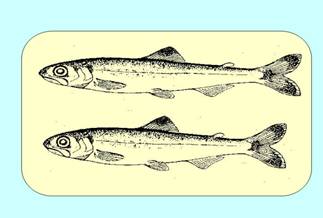 サケ稚魚隔日給餌、最新の試験結果について