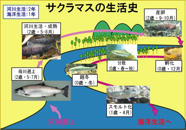 サクラマスの生活史