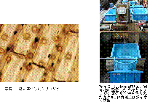 写真1,写真2