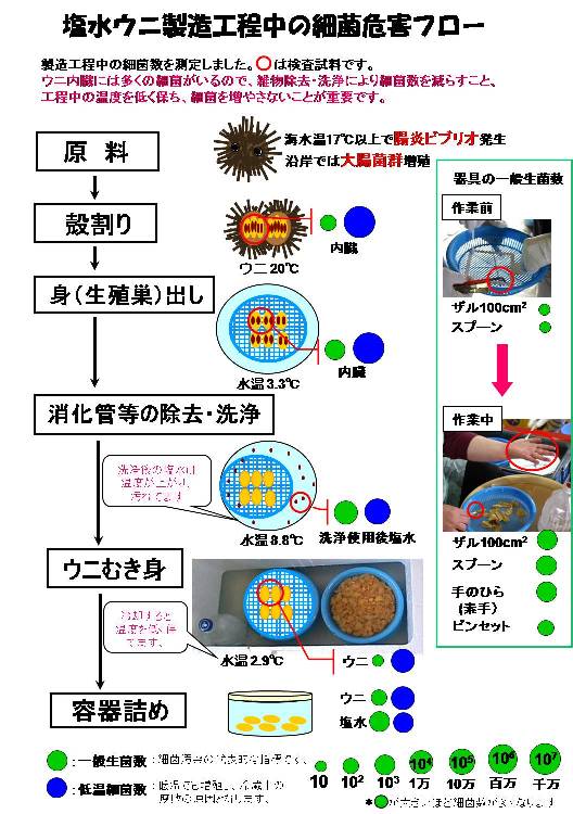 塩水ウニ製造工程中の細菌危害フロー