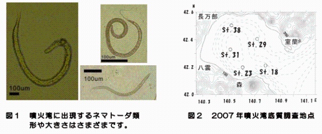 図1噴火湾に出現するネマトーダ類　図2 2007年噴火湾底質調査地点 形や大きさはさまざまです。