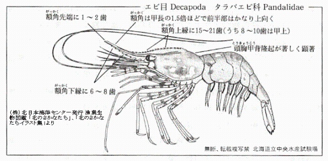 トヤマエビ