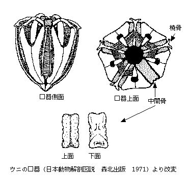 ウニの口器