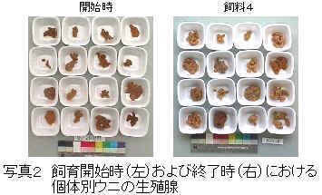 写真2 飼育開始時（左）および終了時（右）における固体別ウニの生殖腺