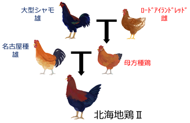 北海地鶏II交配図