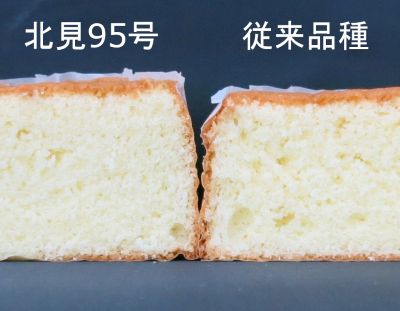 写真 「北見95号」と従来品種のスポンジケーキ
