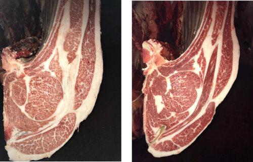 図2 (左)肉量肉質の能力が高い両親の子牛枝肉、(右)肉量肉質の能力が低い両親の子牛枝肉