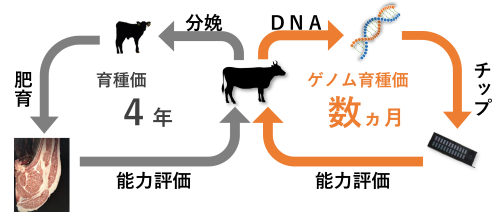 図3 従来の育種価とゲノム育種価の違い