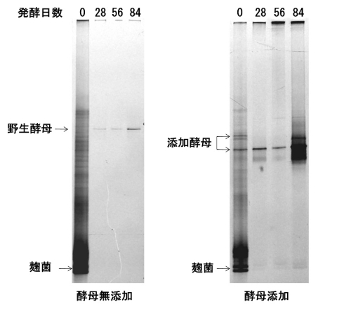 図1 酵母添加の有無による発酵中の雑菌の推移