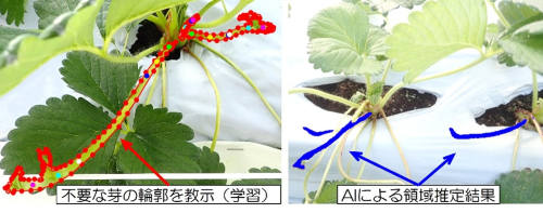 図7 AIによる不要な芽の認識