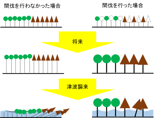 図5 間伐による津波抵抗性への影響