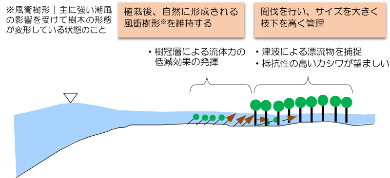 図6 津波減災効果の高い林帯内の樹木サイズの配置(案)