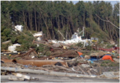 写真1 海からの漂流物を捕捉し、内陸にある住宅地への侵入を防いだクロマツ海岸防災林