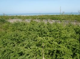 グイマツ海岸防災林(大樹町)