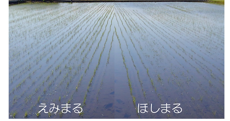 「えみまる」と「ほしまる」の米粒を比較