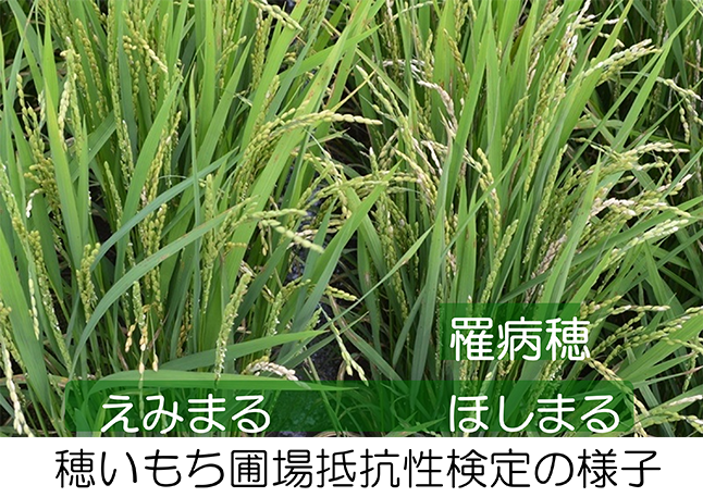 「えみまる」の抵抗性