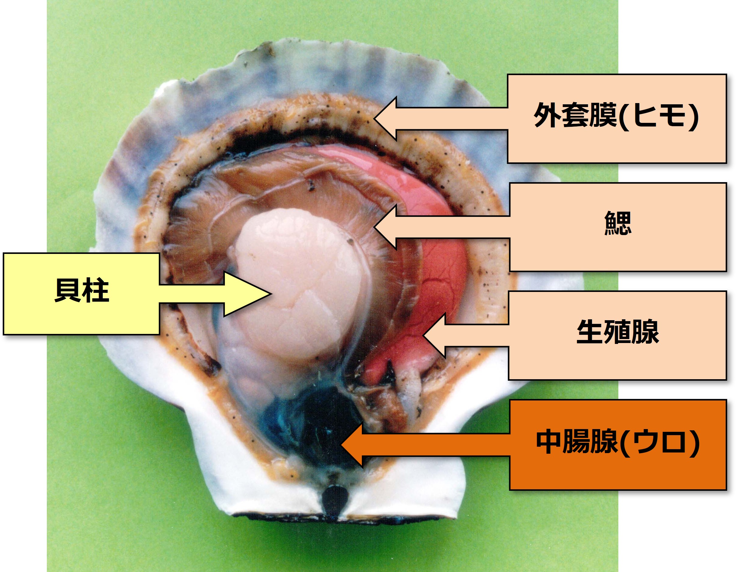 図3 ホタテガイ解剖図
