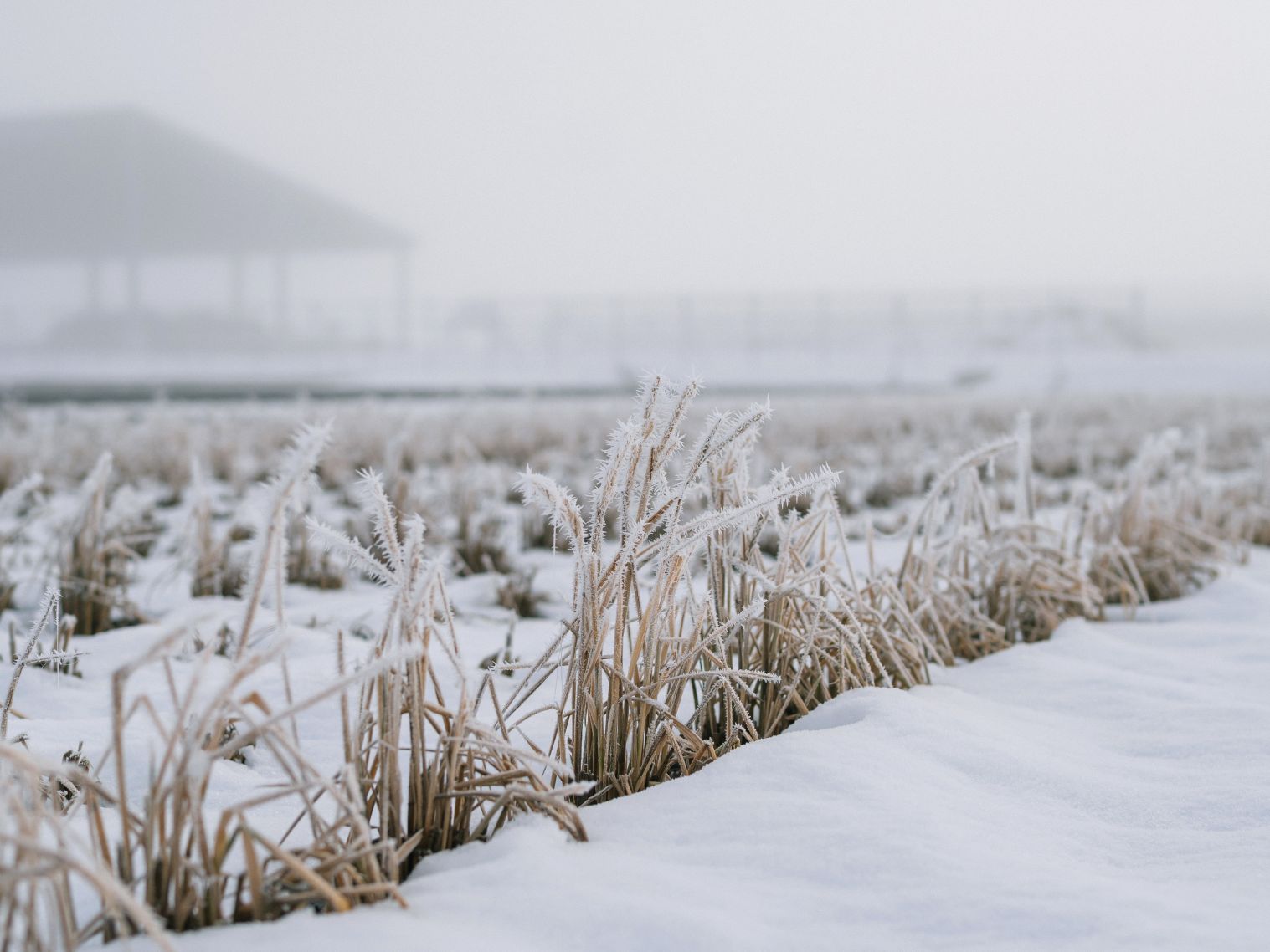 冬野菜の調査です