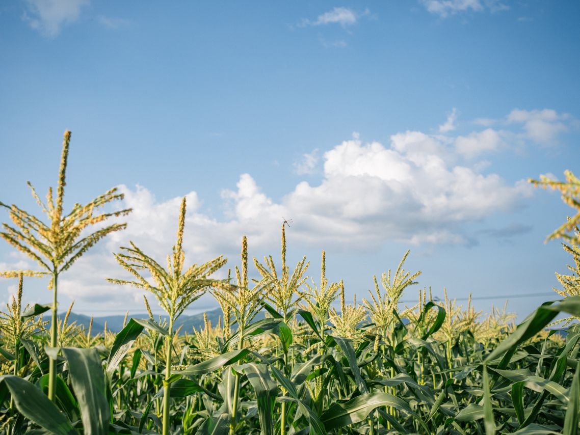 何作目あったことでしょう