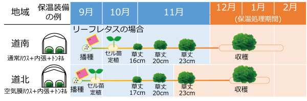 リーフレタス_作型