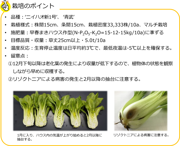 チンゲンサイ_要点