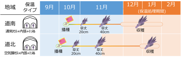 紫からしな_作型