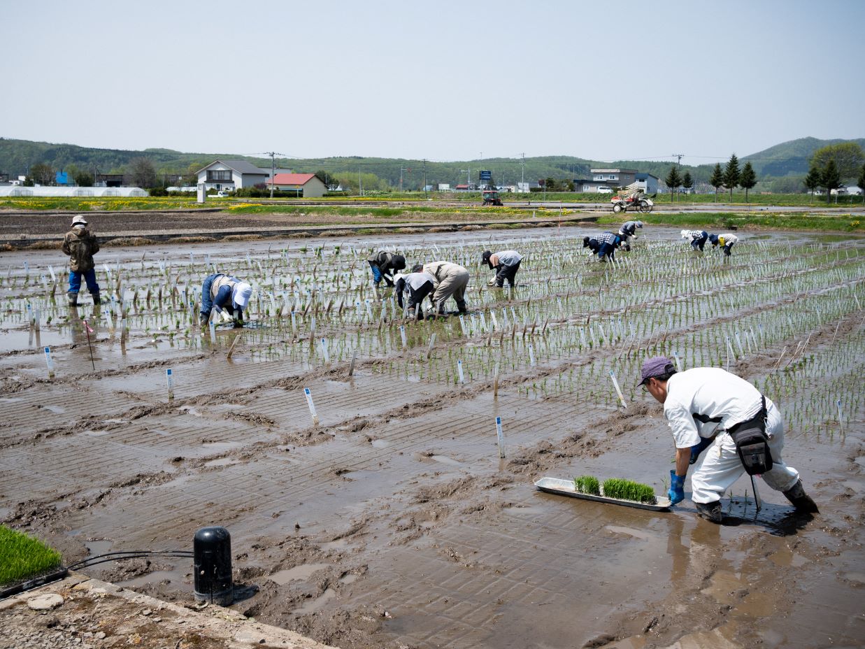 昔ながらの手植え