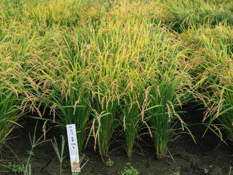 新品種・空育198号