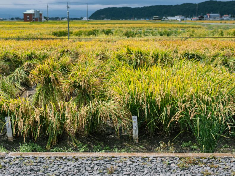 新品種・空育198号