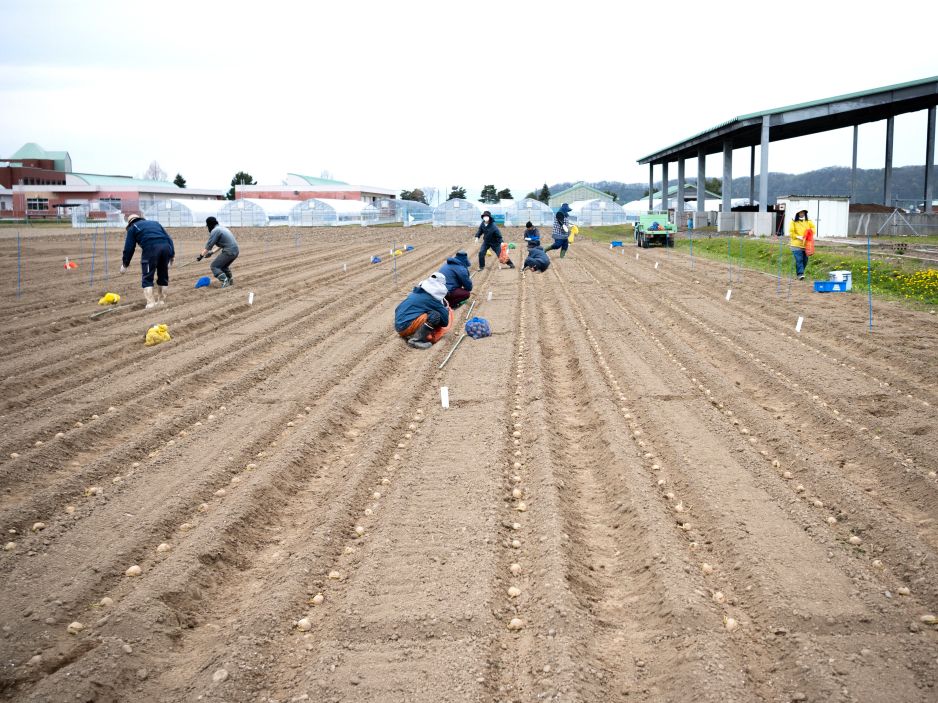 施肥試験区の植え付け