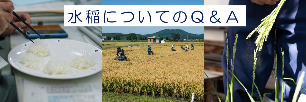 水稲QandA