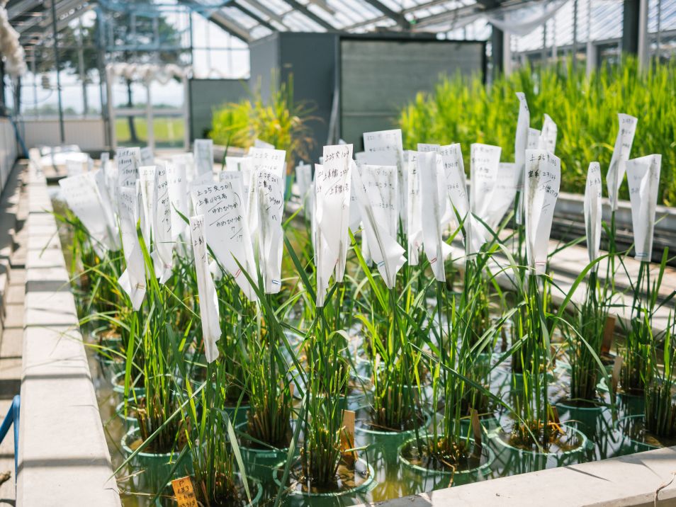 交配種子を栽培中