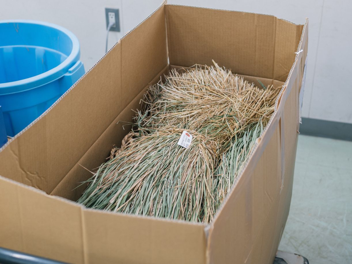 帰ってきた世促種子