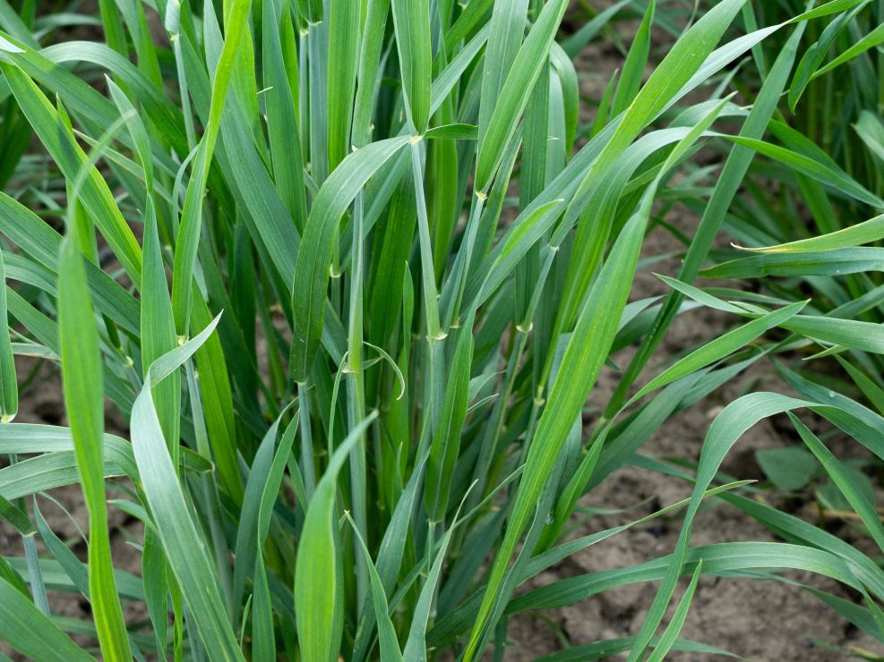 穂ばらみ期は食べ頃