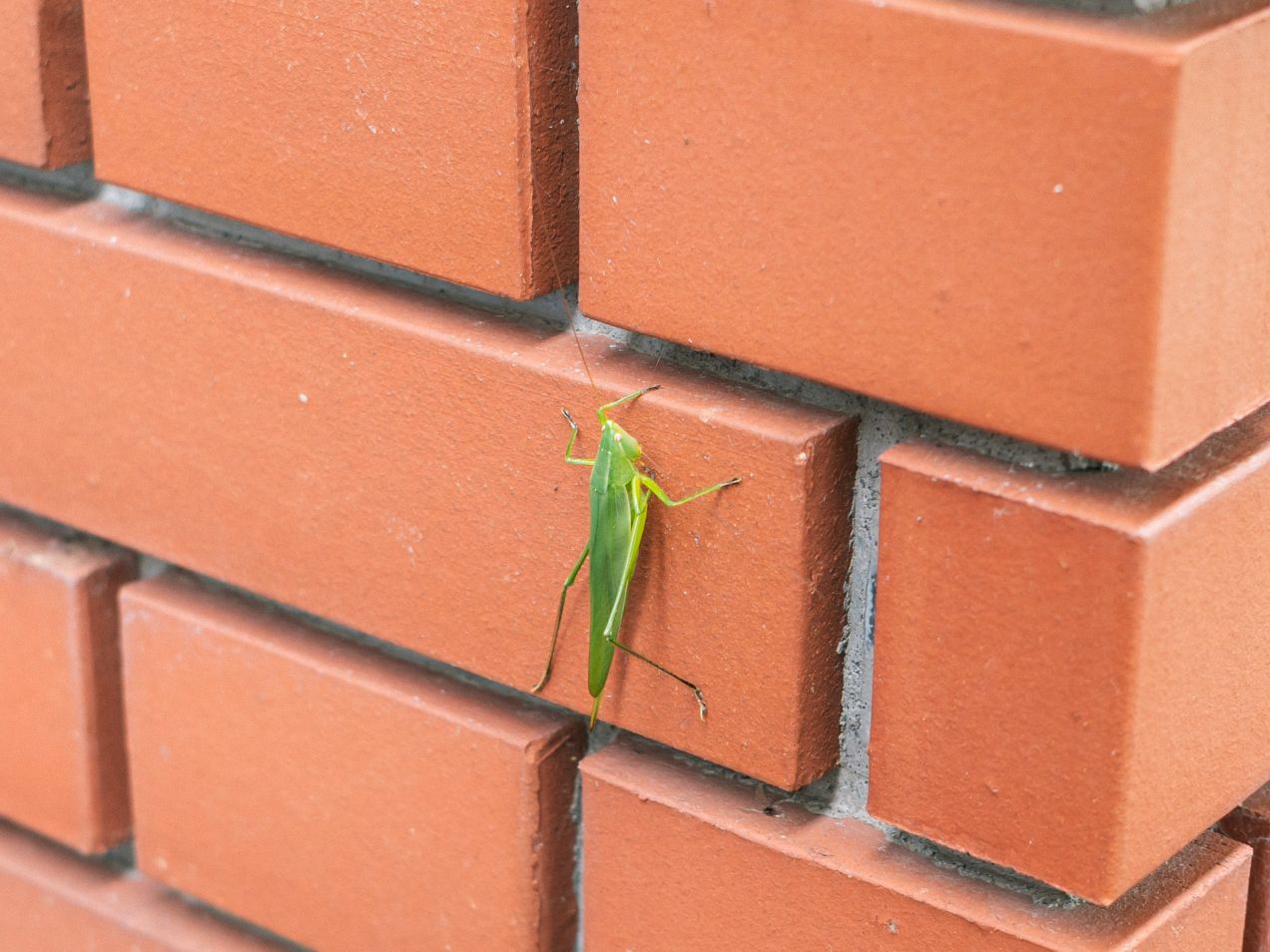 あの日のバッタに再会