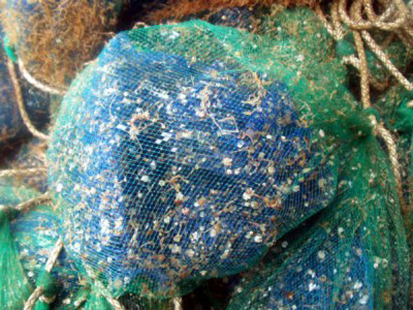 写真1　ホタテガイ稚貝が付着した採苗器