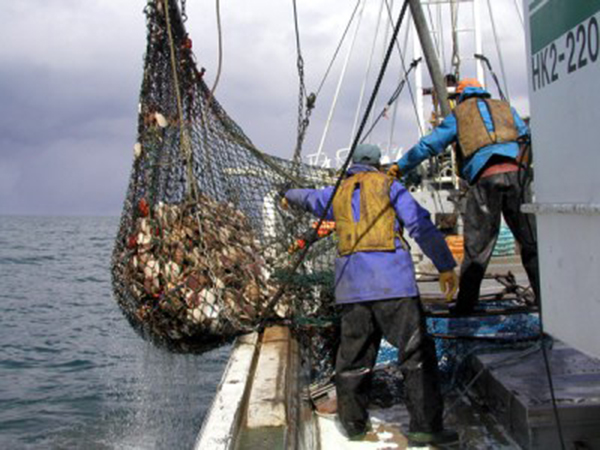 写真２　地まき漁業で漁獲されたホタテガイ