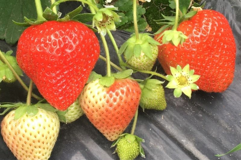 写真3　果実が大きな「ゆきララ」