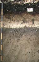 ミミズによる孔隙が多い土壌の断面