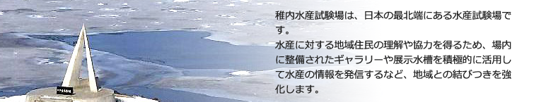 稚内水産試験場は、日本の最北端にある水産試験場です。水産に対する地域住民の理解や協力を得るため、場内に整備されたギャラリーや展示水槽を積極的に活用して水産の情報を発信するなど、地域との結びつきを強化します。